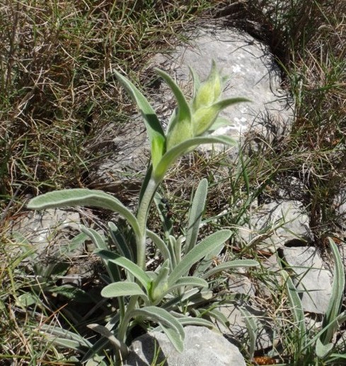 24-Phlomis lychnitis.JPG