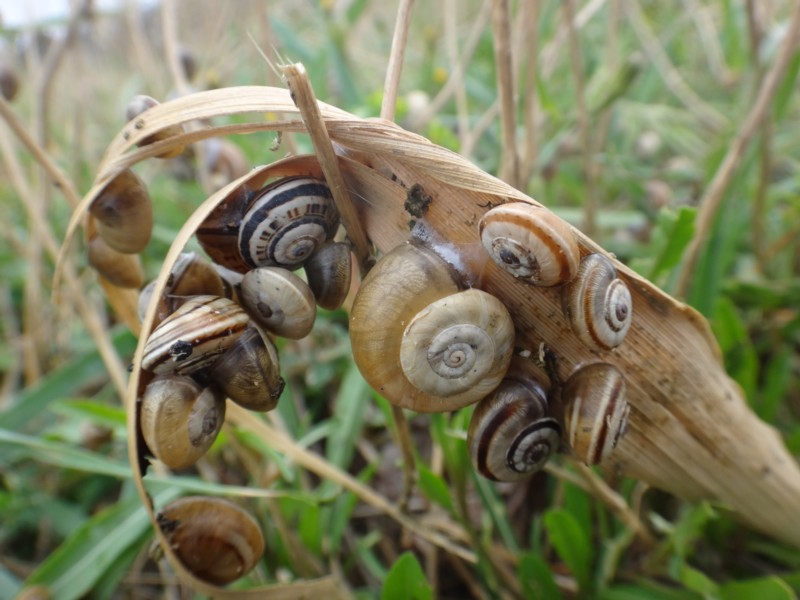 25-Collection d'escargots.JPG