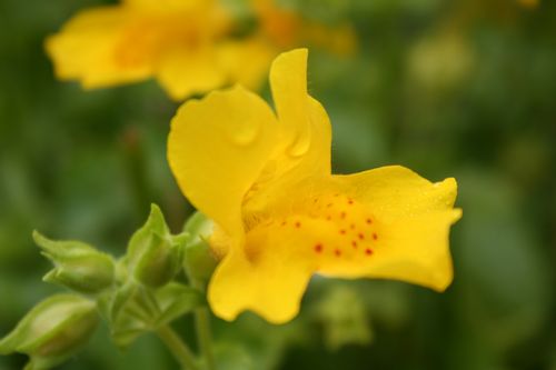 Mimulus guttatus (Drumanguie cottage).jpg