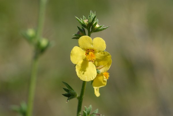 Verbascum orientale (20) [1600x1200].JPG