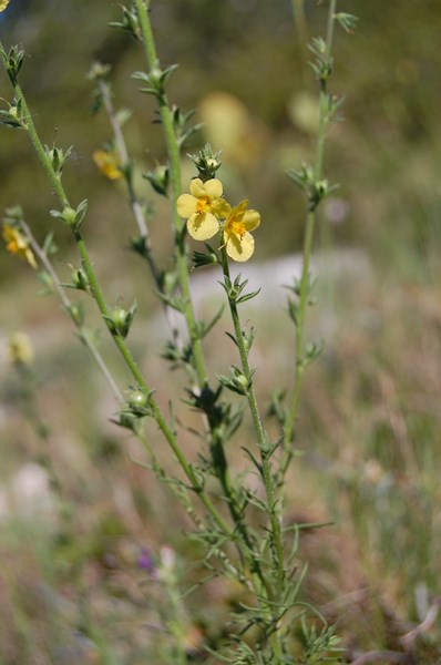 Verbascum orientale (15) [1600x1200].JPG