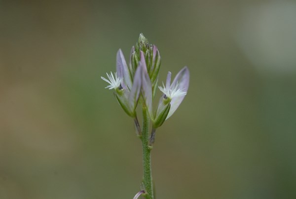Polygala monspeliaca (2) [1600x1200].JPG
