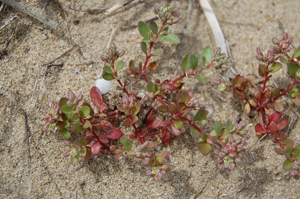 Polycarpon tetraphyllum alsinifolium (5) [1600x1200].JPG