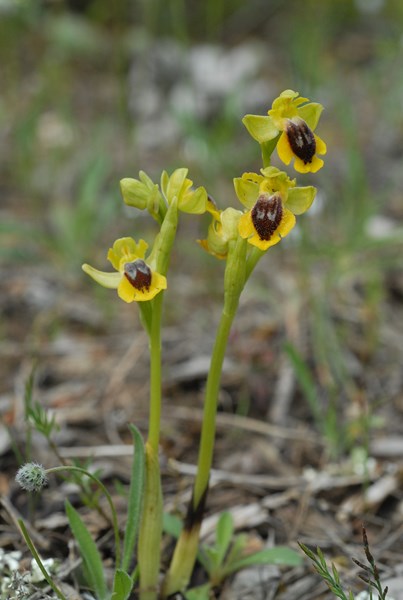 Ophrys lutea (8) [1600x1200].JPG