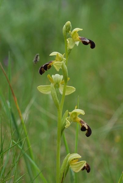 Ophrys lupercalis (8) [1600x1200].JPG