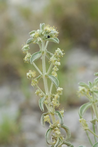 Mercurialis tomentosa (18) [1600x1200].JPG