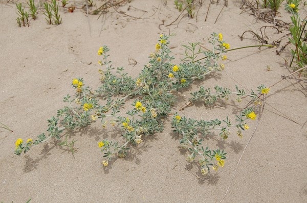 Medicago marina (1) [1600x1200].JPG