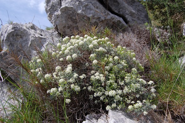 Hormathophylla spinosa (6) [1600x1200].JPG