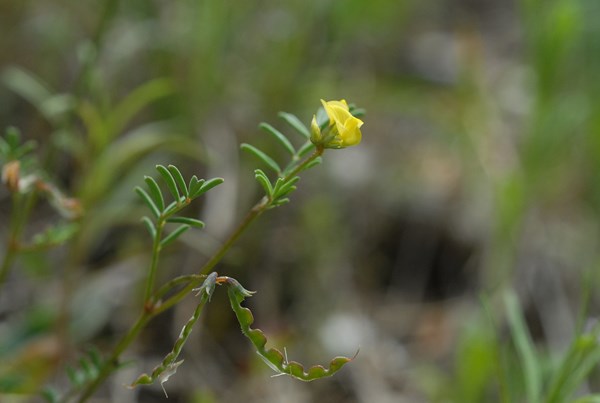 Hippocrepis ciliata (1) [1600x1200].JPG