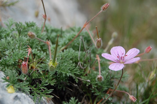 Erodium foetidum (13) [1600x1200].JPG