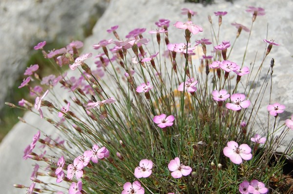 Dianthus pungens (10) [1600x1200].JPG