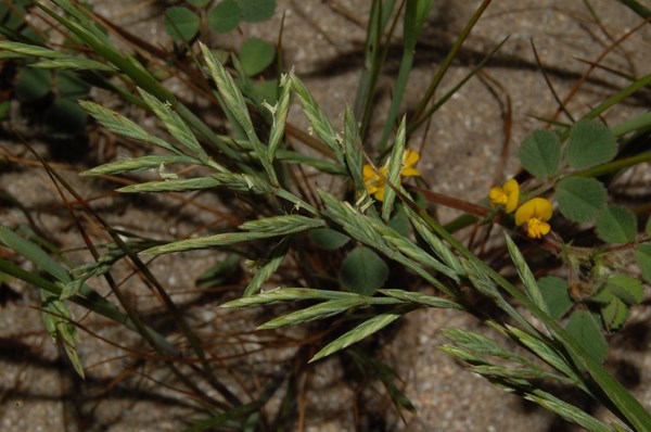 Cutandia maritima (2) [1600x1200].JPG