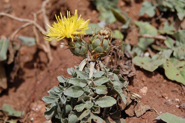 Centaurea acaulis (15) [1600x1200].JPG