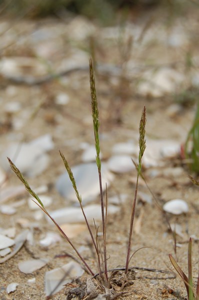 Avellinia michelii (4) [1600x1200].JPG