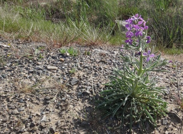 02-Matthiola sinuata.JPG