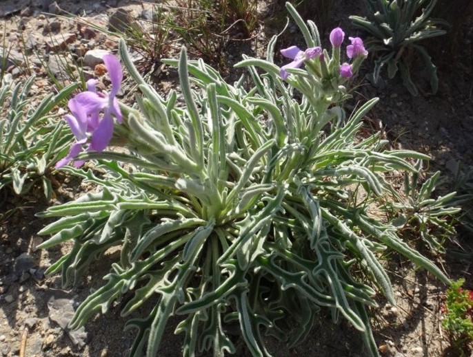 03-Matthiola sinuata.JPG