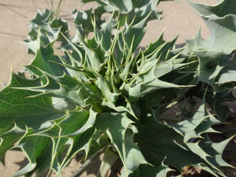 06-Eryngium maritimum.JPG