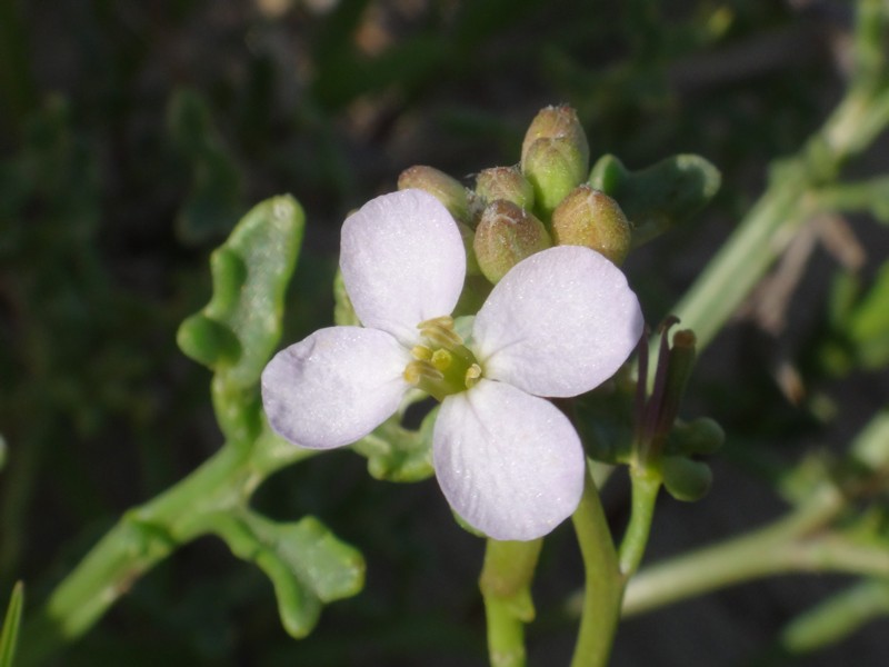 11-Cakile maritima subsp maritima.JPG