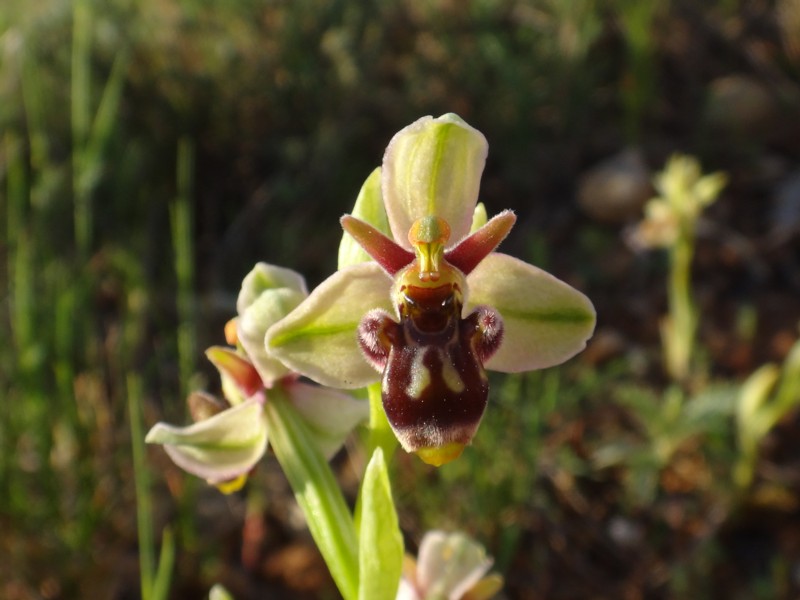 01-Ophrys bombyliflora x scolopax.JPG