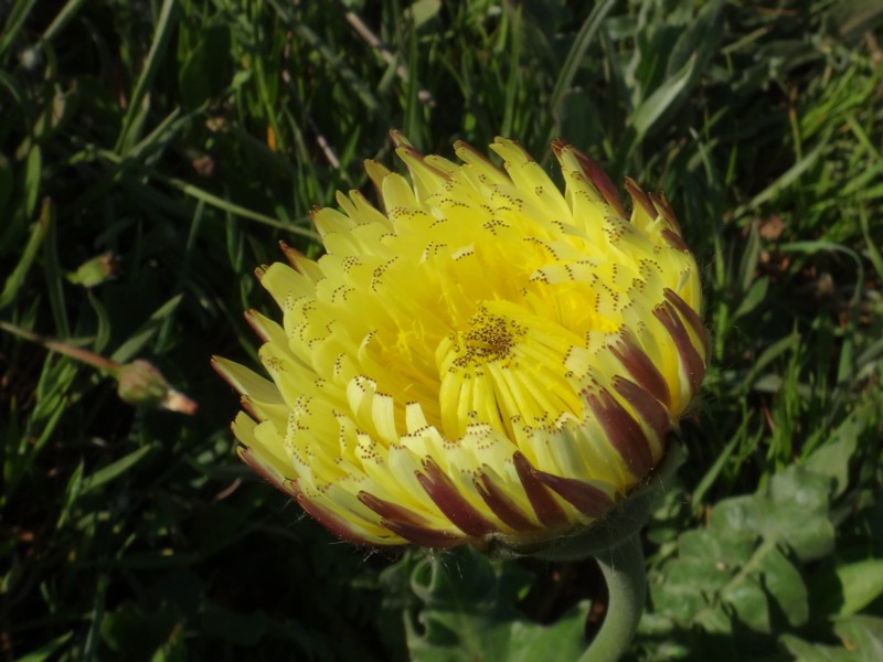 03-Urospermum dalechampii.JPG