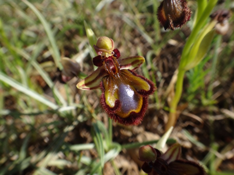 04-Ophrys speculum.JPG