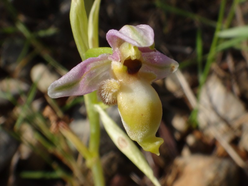 05-Ophrys scolopax hypochrome.JPG