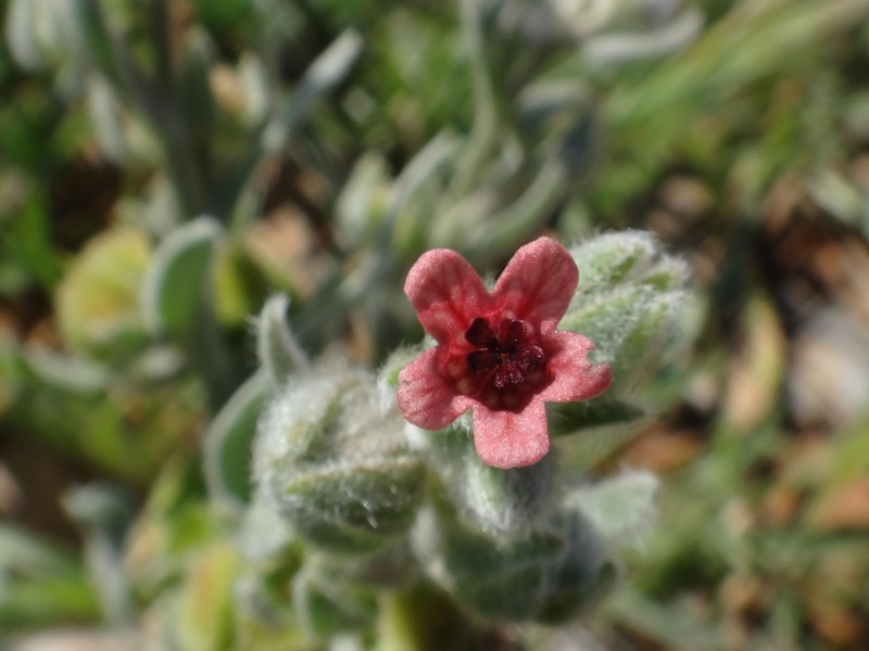 10-Pardoglossum cheirifolium.JPG