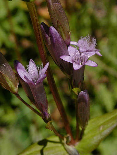 Gentianella-amarella.png