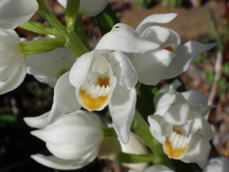 03-Cephalantera longifolia.JPG