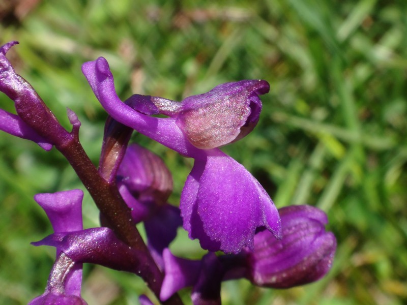 07-Anacamptis morio.JPG