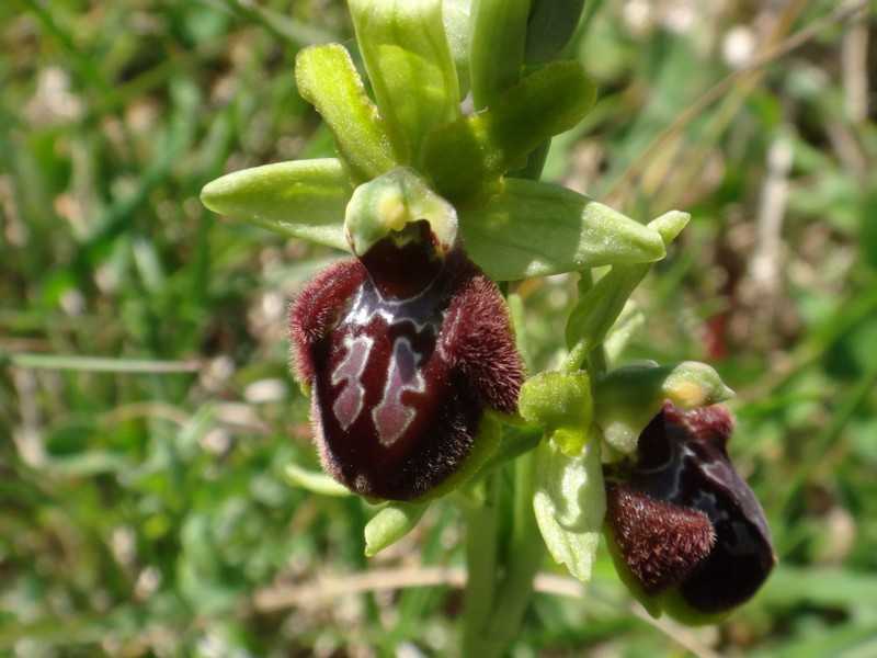 12-Ophrys aranifera.JPG