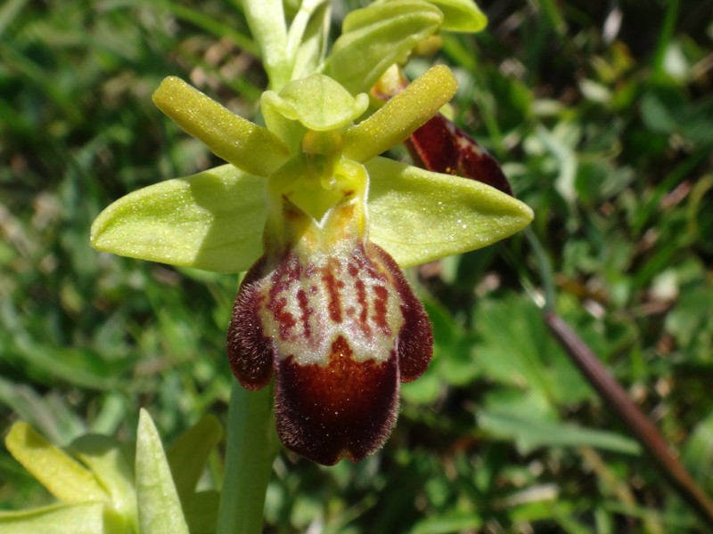 13-Ophrys aranifera x forestieri.JPG