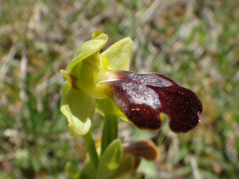 15-Ophrys forestieri.JPG