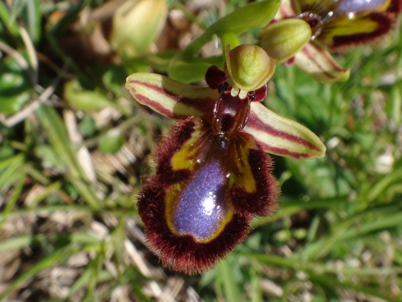 16-Ophrys speculum.JPG