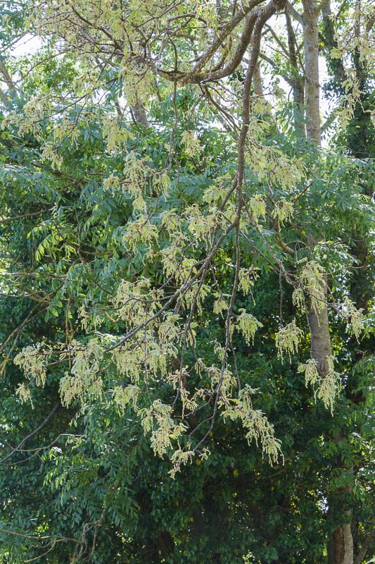 Quercus pyrenaica8.jpg