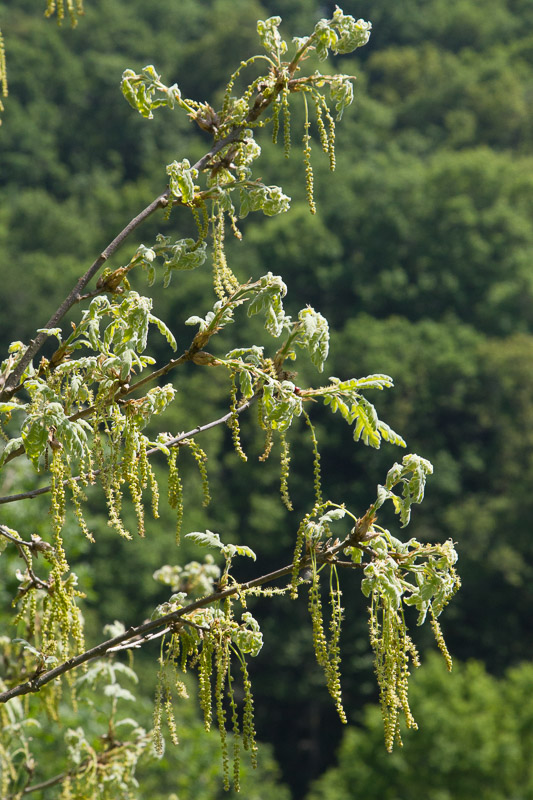 Quercus pyrenaica10.jpg