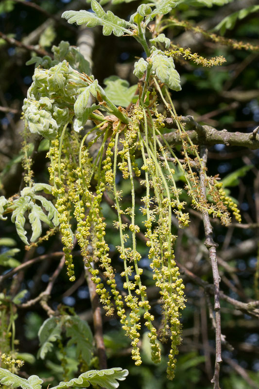 Quercus pyrenaica12.jpg