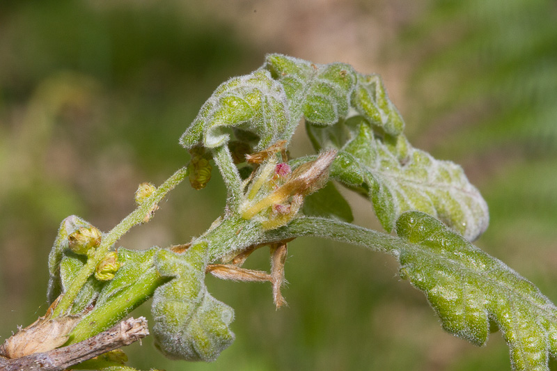 Quercus pyrenaica17.jpg