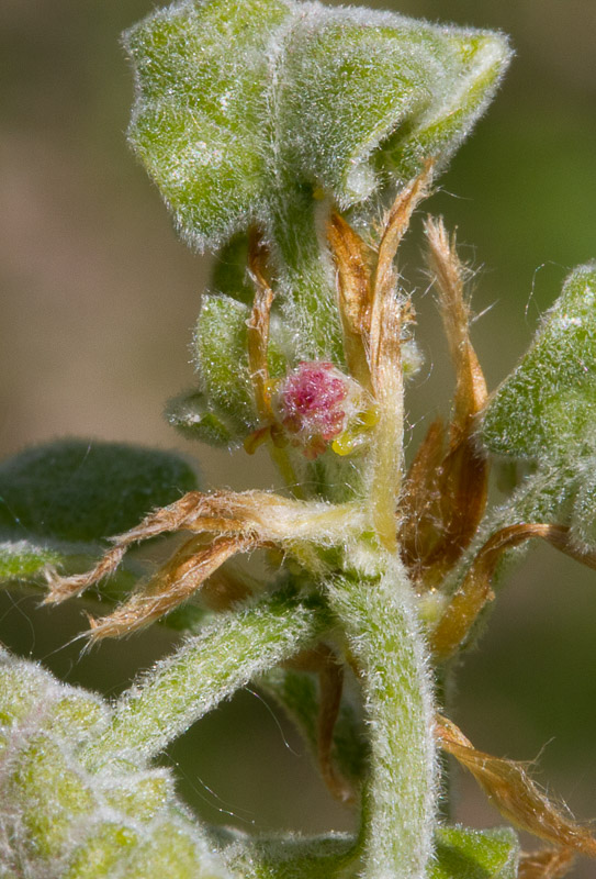 Quercus pyrenaica18.jpg