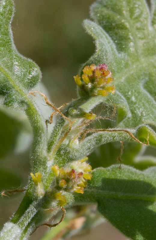 Quercus pyrenaica21.jpg
