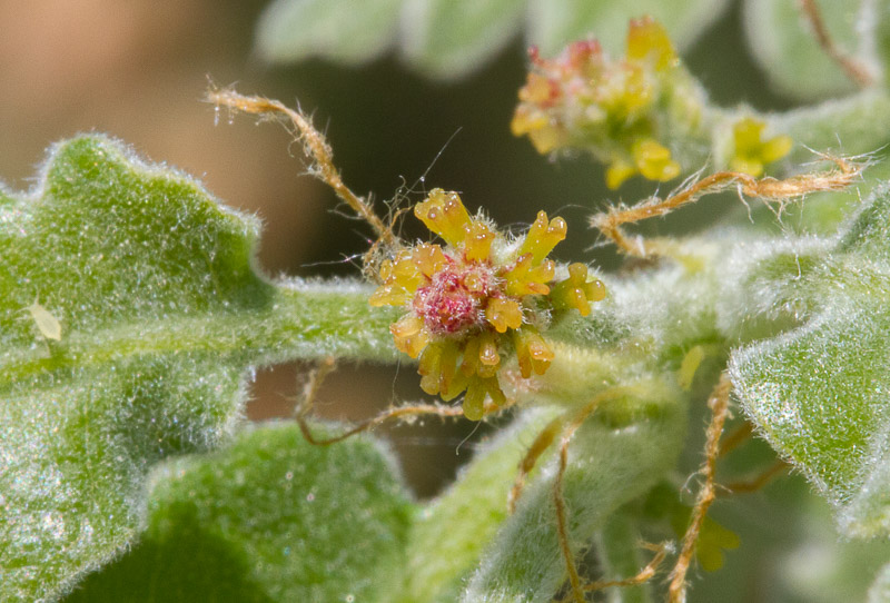 Quercus pyrenaica24.jpg