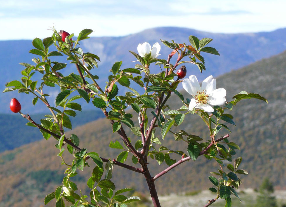 P1020138c.jpg