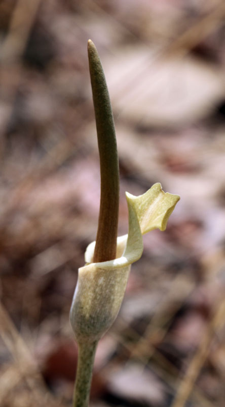 Aracées - Arum - Casamance 02-15 3.jpg