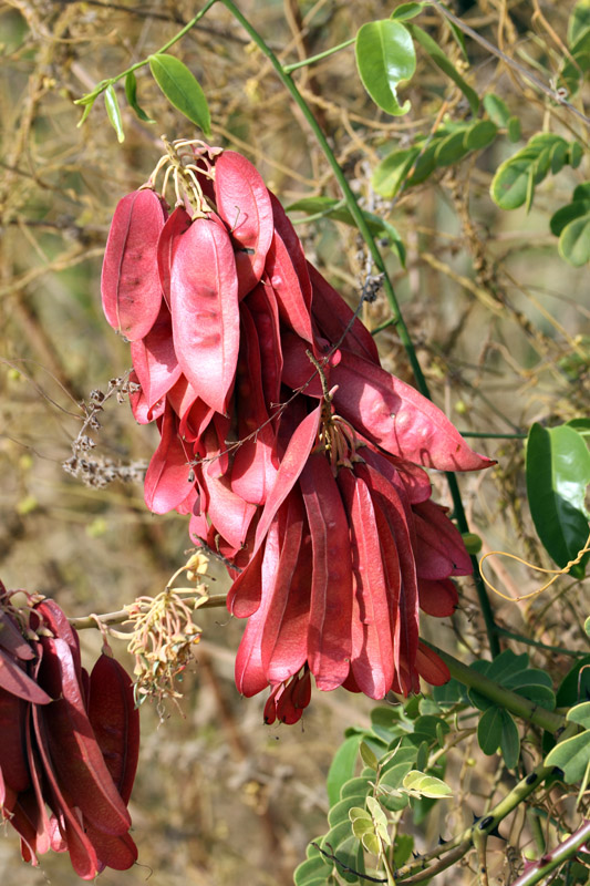 Fabacées - Casamance 02-15 2.jpg