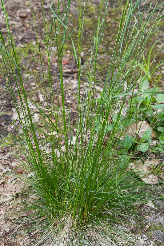 Festuca-heterophylla2.jpg