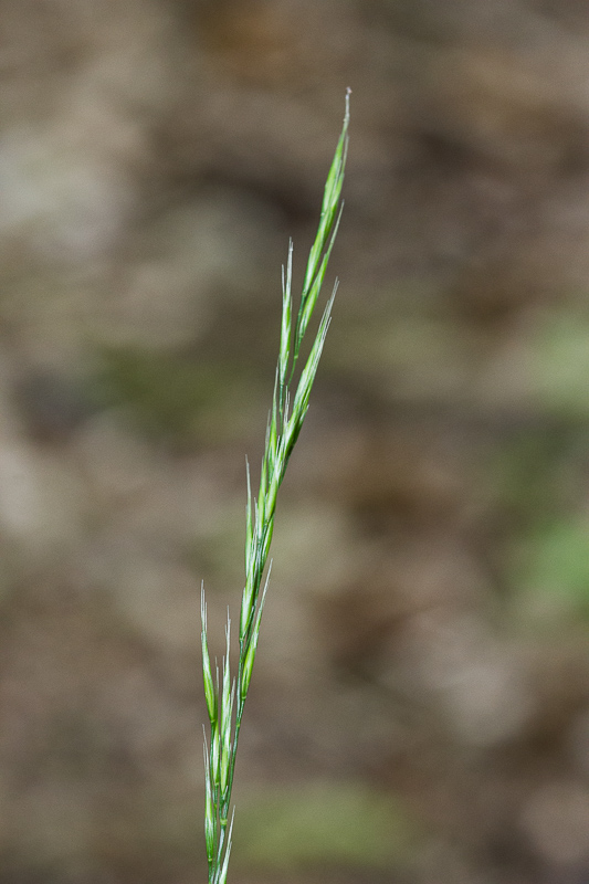 Festuca-heterophylla3.jpg