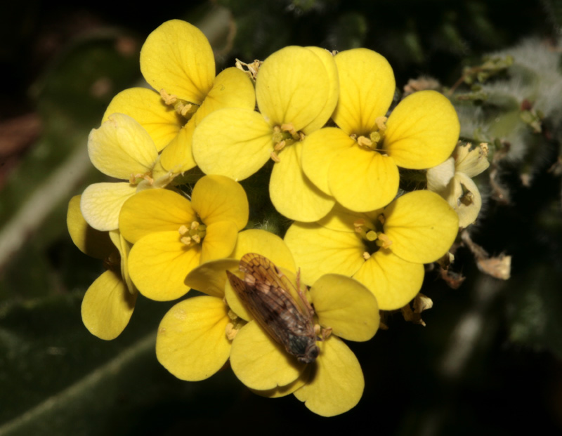 Brassicacées - X 1 () - Croatie red 2.jpg