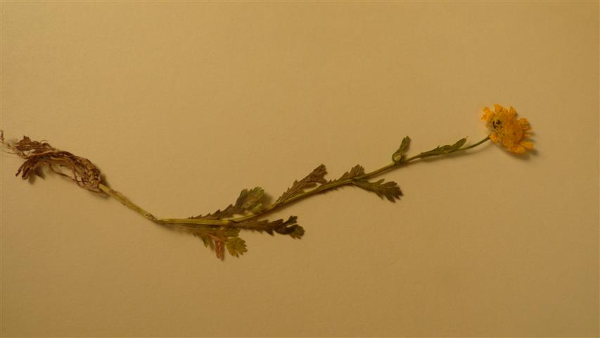 P1010701 (Small).JPG