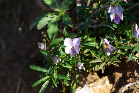 Viola arborescens