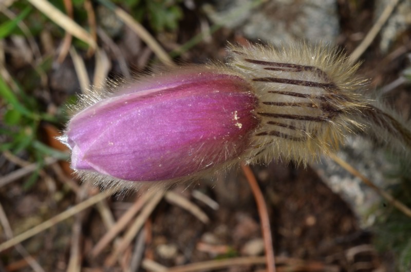 22 Pulsatilla vernalis.JPG